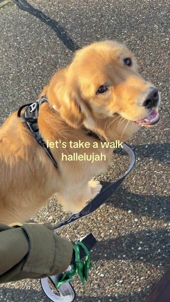 TikTok video thumbnail by bearsonberry