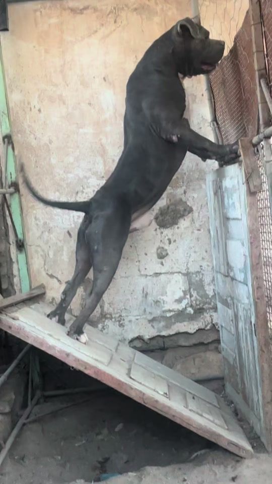 TikTok video thumbnail by taiger.chakalo