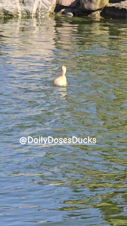 TikTok video thumbnail by daily.doses.ducks