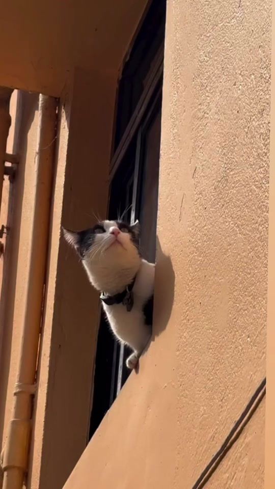 TikTok video thumbnail by sultan.6536