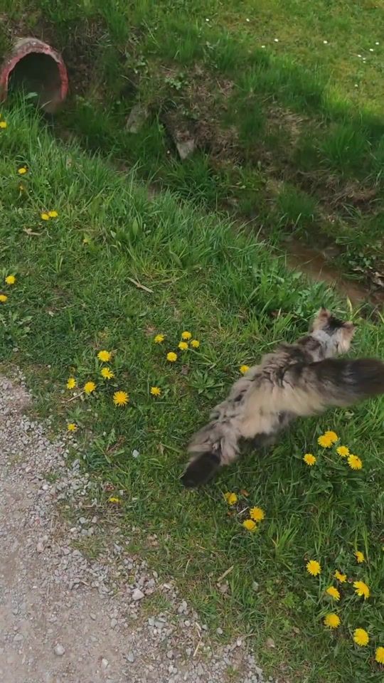 TikTok video thumbnail by sunny_love_cats