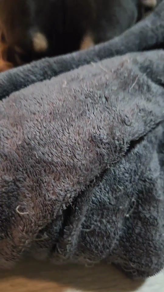 TikTok video thumbnail by team_bullys