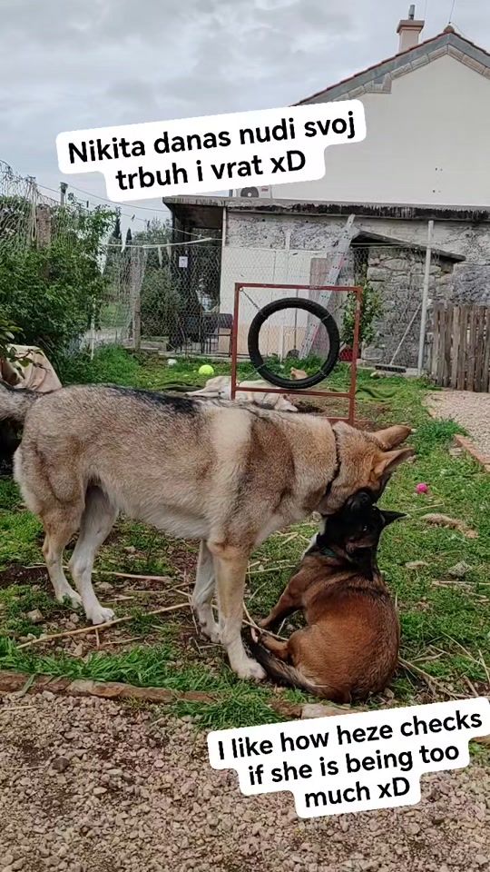TikTok video thumbnail by konavlewolves