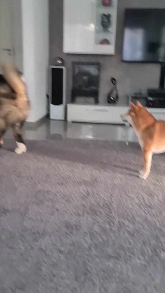TikTok video thumbnail by marie1975germ