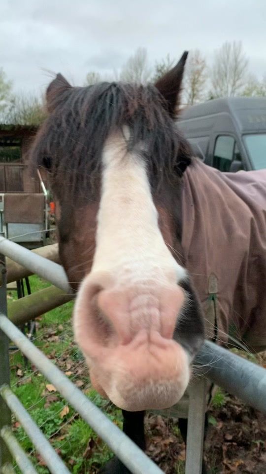 TikTok video thumbnail by ponyclubmum