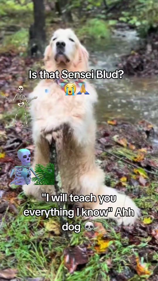 TikTok video thumbnail by shitpostingfouryou