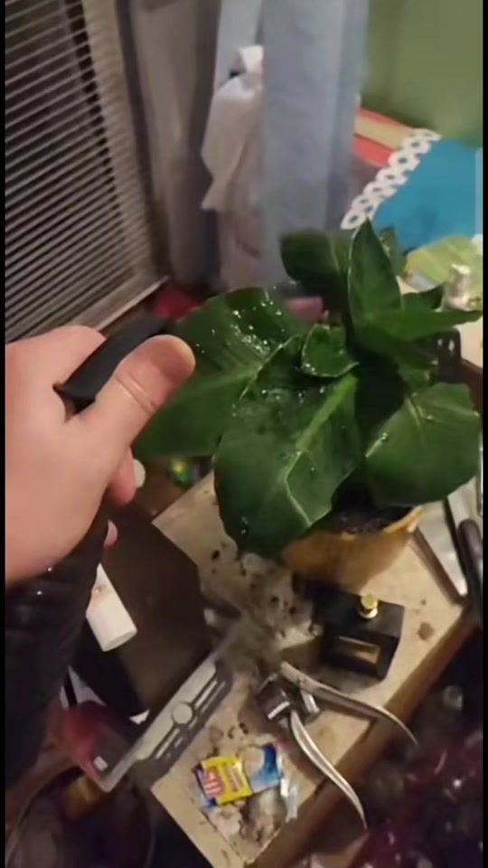 TikTok video thumbnail by luigi_de_funes