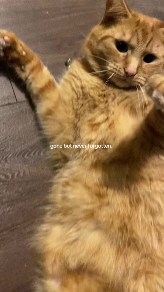 TikTok video thumbnail by shanzays.diary