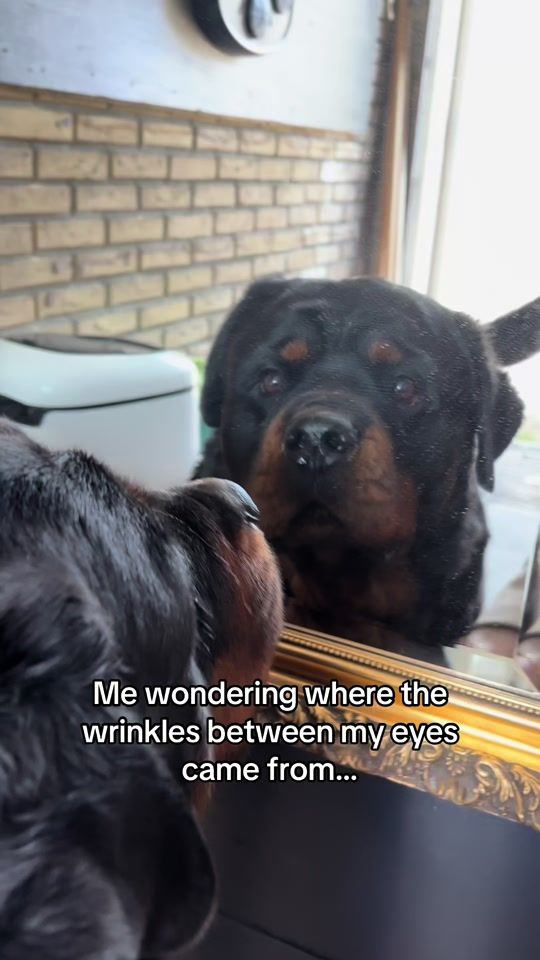 TikTok video thumbnail by dycederottweiler