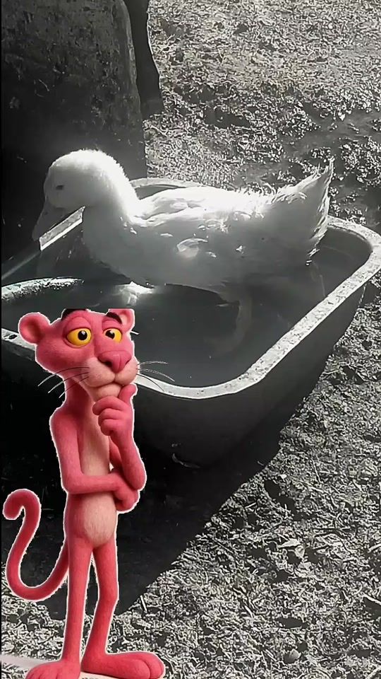 TikTok video thumbnail by fatima_g1965