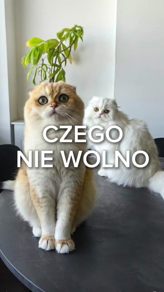 TikTok video thumbnail by michal_dudzinski