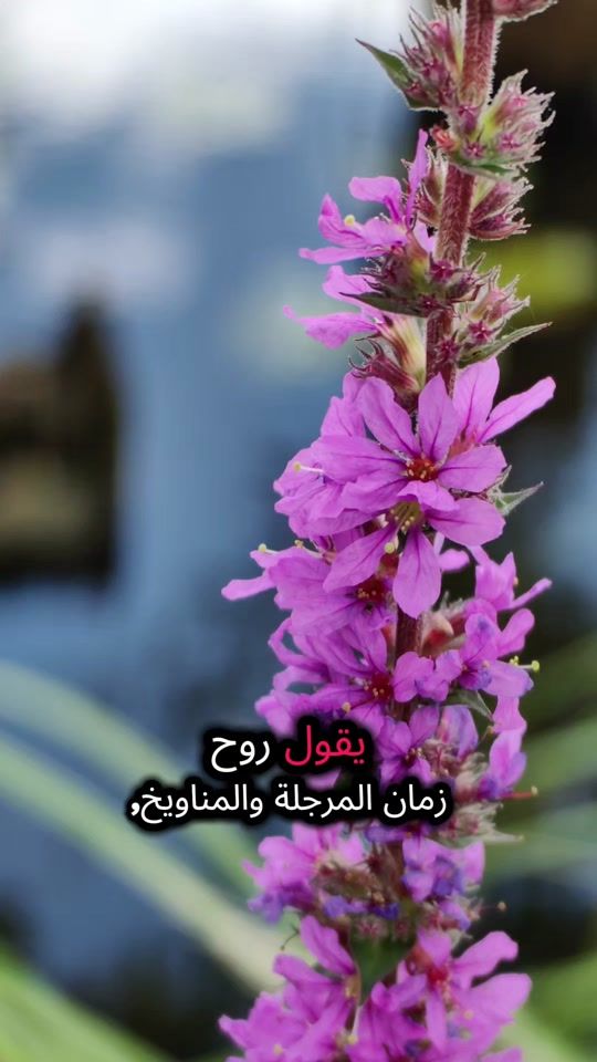 TikTok video thumbnail by natur.02