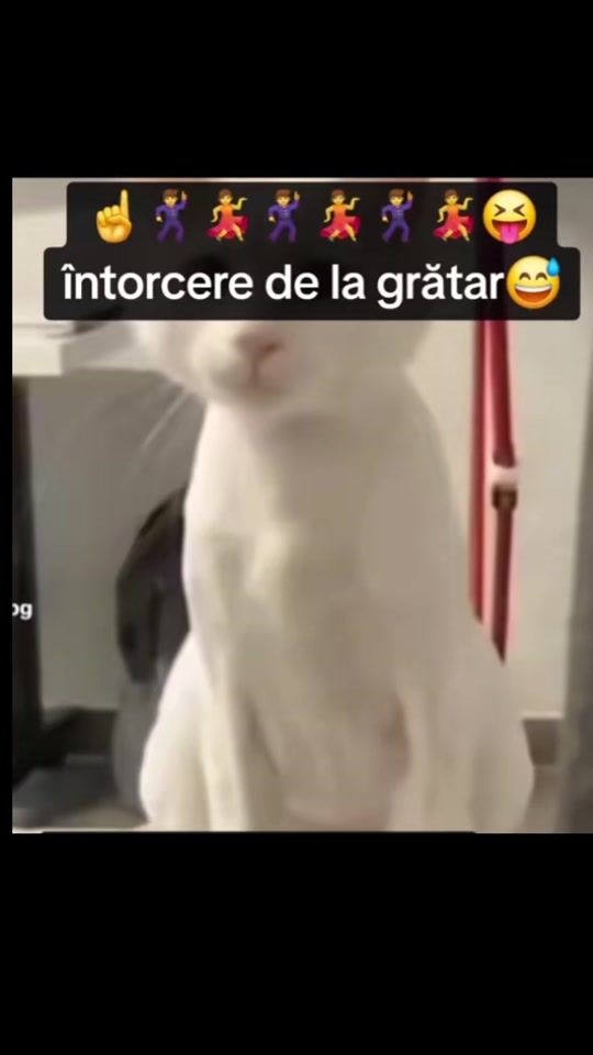 TikTok video thumbnail by stefan11.10.1975