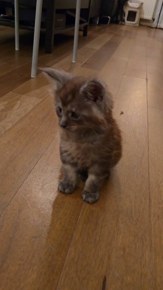 TikTok video thumbnail by ukicoon