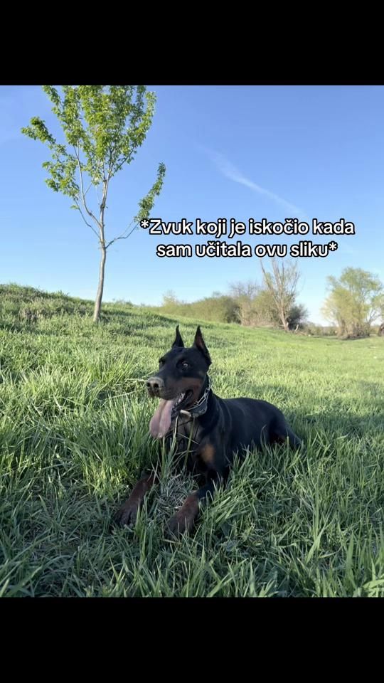 TikTok video thumbnail by reathedoberman