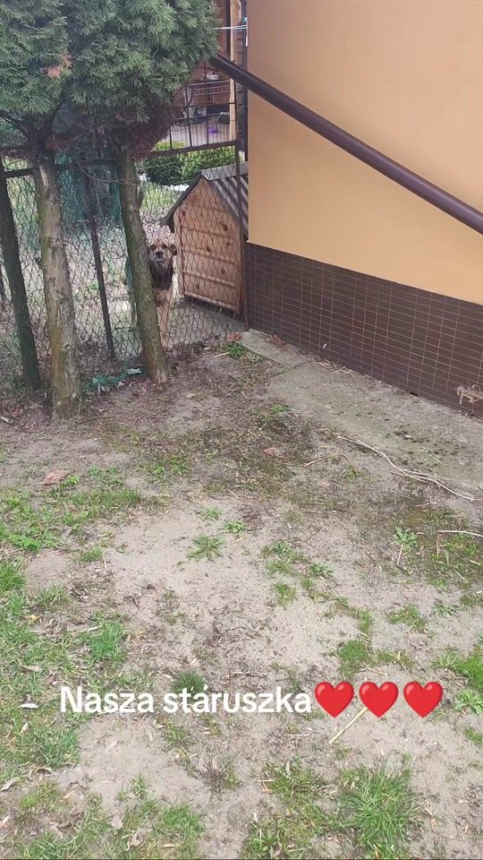 TikTok video thumbnail by soltyspsieserce