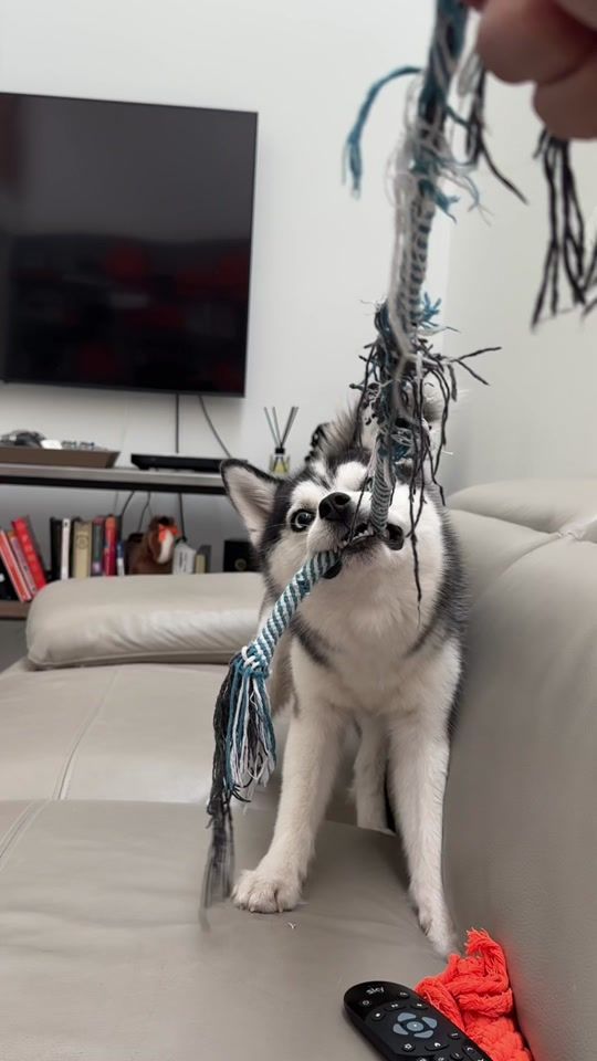 TikTok video thumbnail by thedonblue