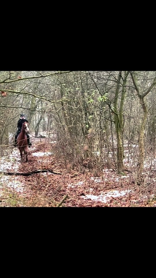 TikTok video thumbnail by ll._equestrian