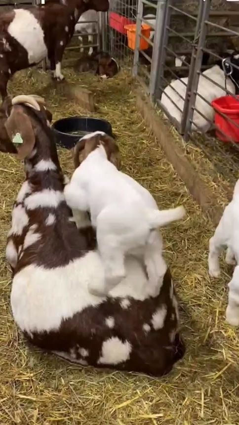 TikTok video thumbnail by ioanaichim4