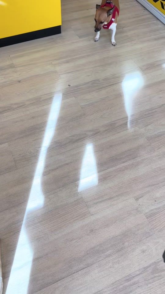 TikTok video thumbnail by maltesermira61