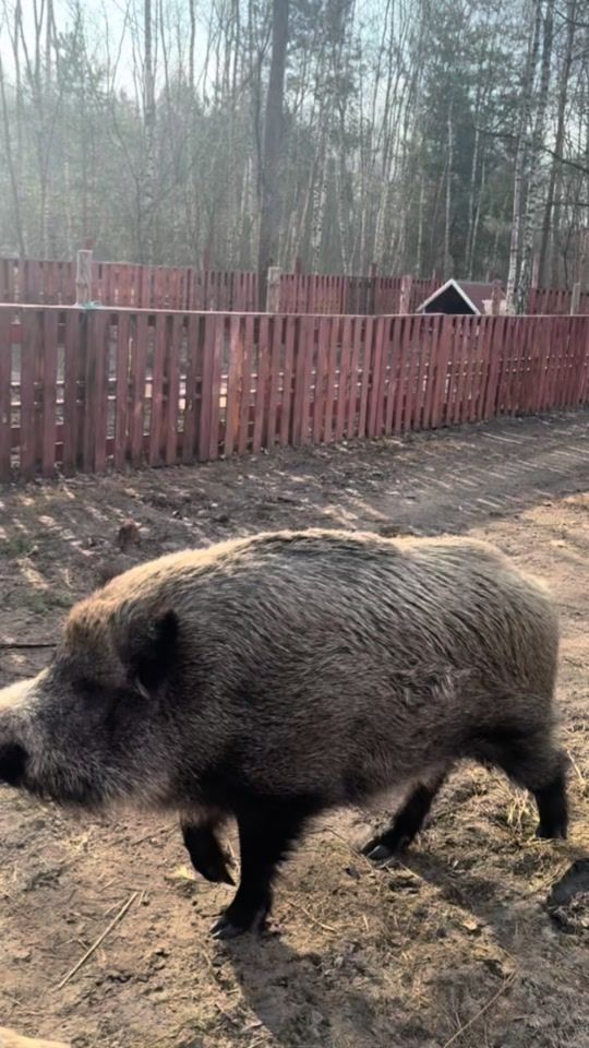 TikTok video thumbnail by dzikiprosiaczek