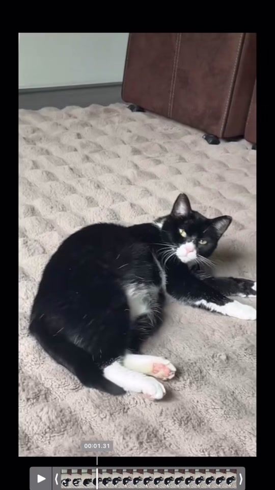 TikTok video thumbnail by missingkittenn