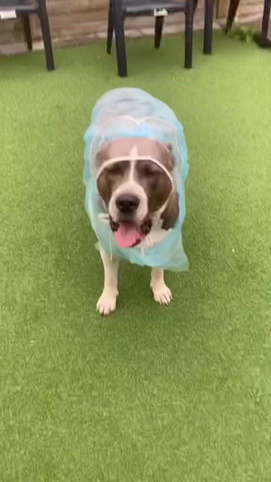 TikTok video thumbnail by miekiemoes75