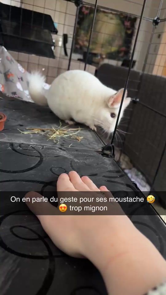 TikTok video thumbnail by queensnake09
