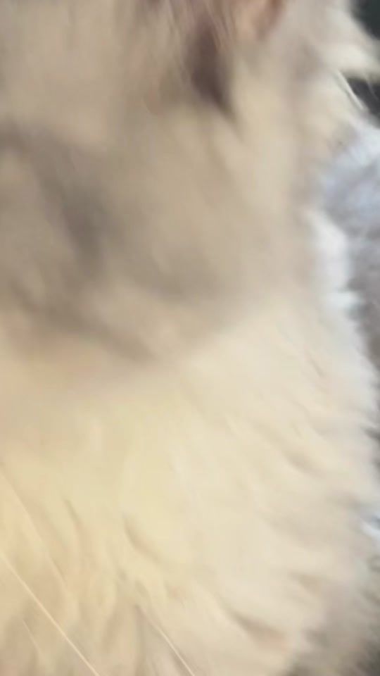 TikTok video thumbnail by unique.babe81