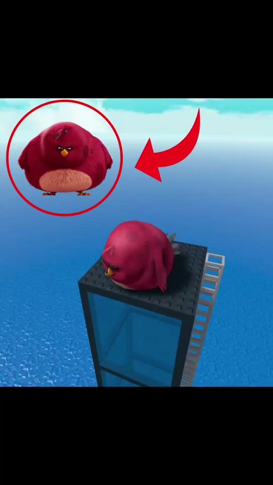 TikTok video thumbnail by gorga.the.bird
