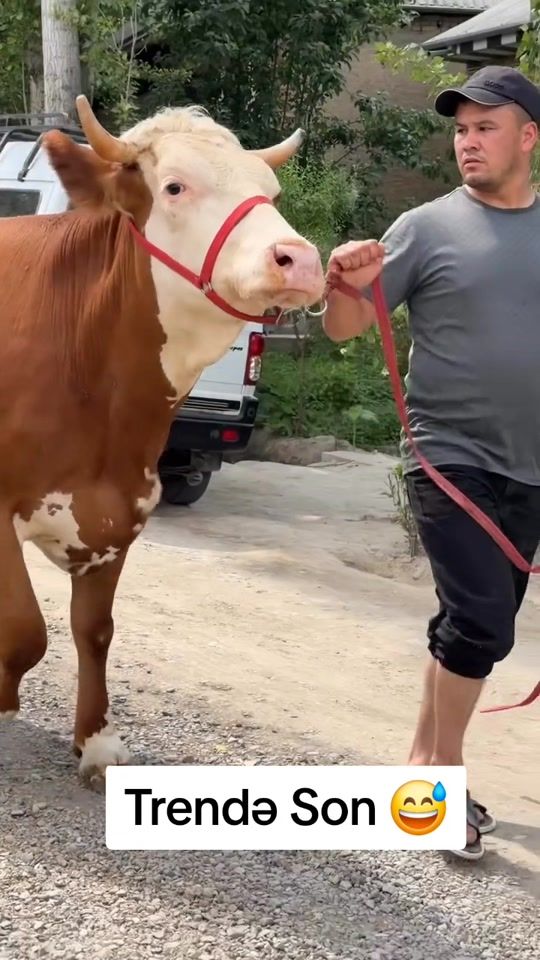 TikTok video thumbnail by dekorativ.hayvanlar