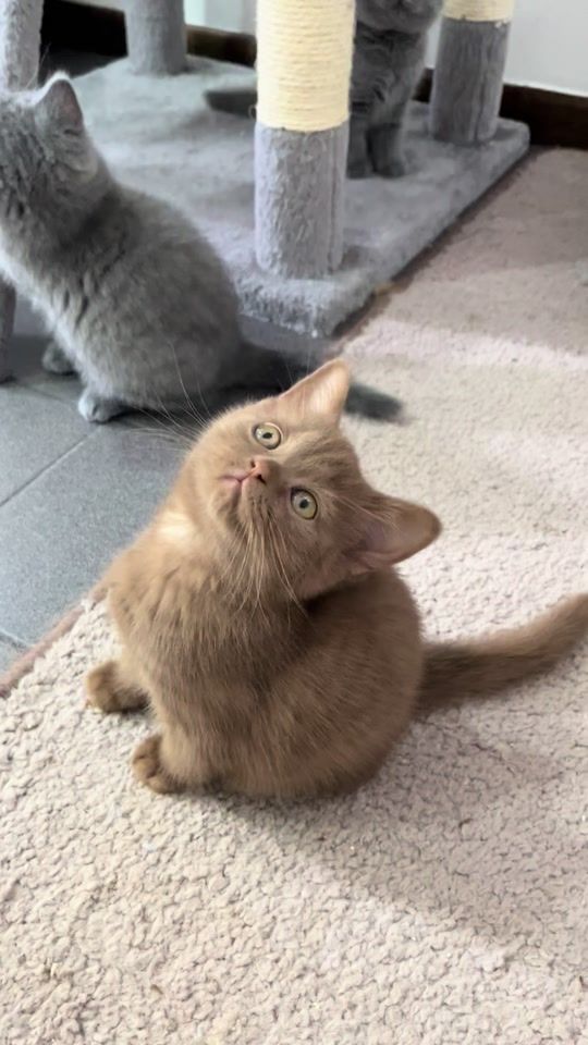 TikTok video thumbnail by bxl.zoo