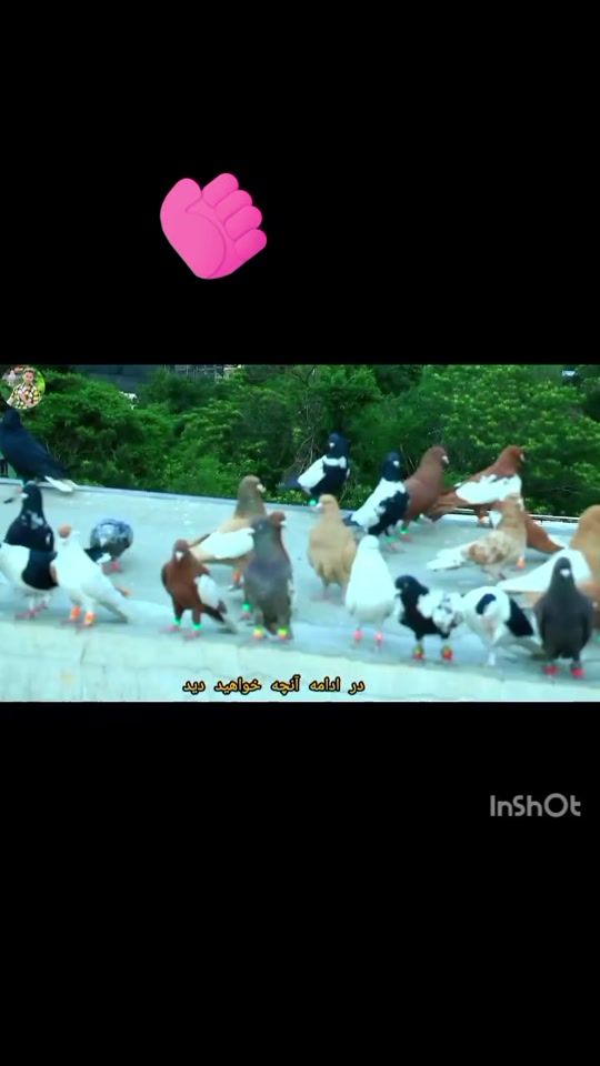 TikTok video thumbnail by shzadh4