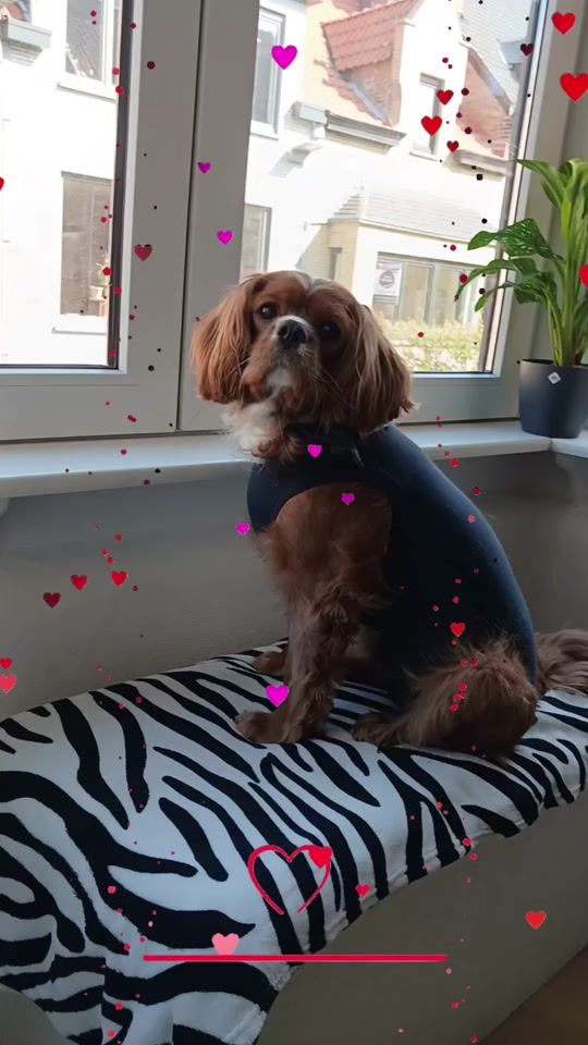 TikTok video thumbnail by vkevalckaert