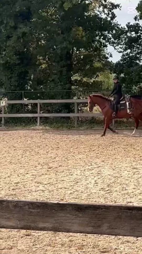 TikTok video thumbnail by equestrian..lobke
