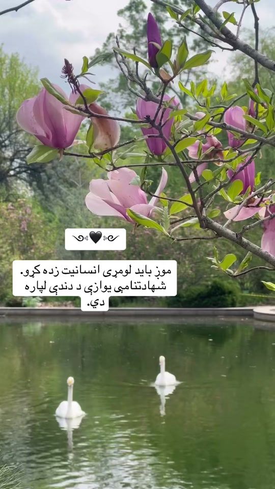 TikTok video thumbnail by loveandaffection36