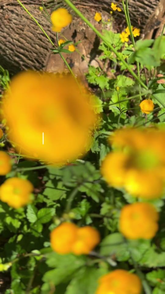 TikTok video thumbnail by elmaoriamusic
