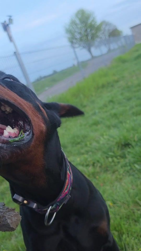 TikTok video thumbnail by littledogsecrets