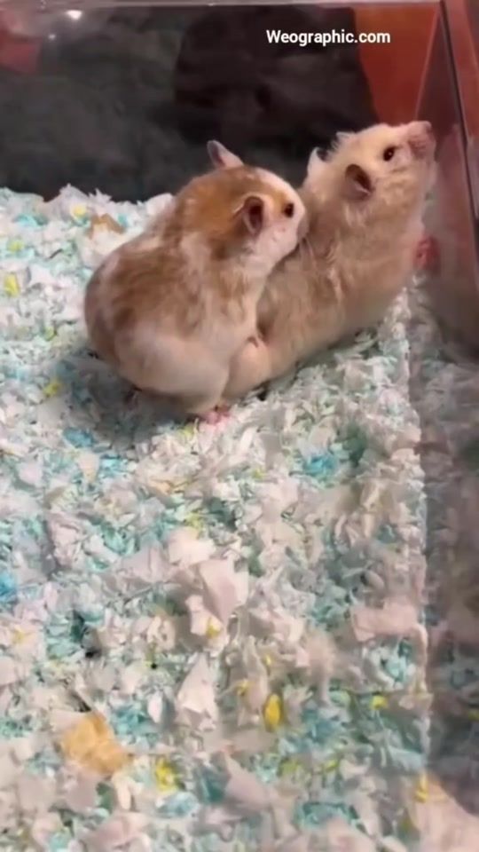 TikTok video thumbnail by piyawan__23