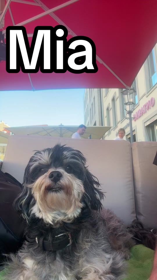 TikTok video thumbnail by royhorn4