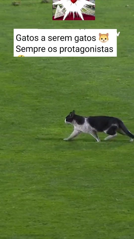 TikTok video thumbnail by anaferraz12
