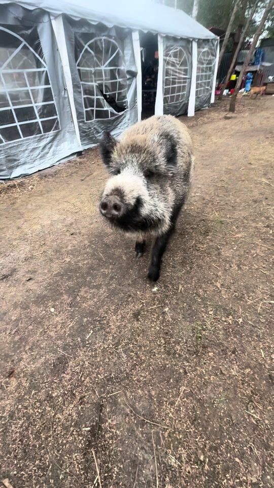 TikTok video thumbnail by dzikiprosiaczek