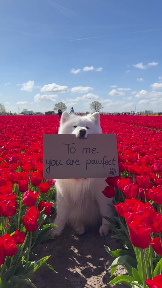 TikTok video thumbnail by wanderlust_samoyed