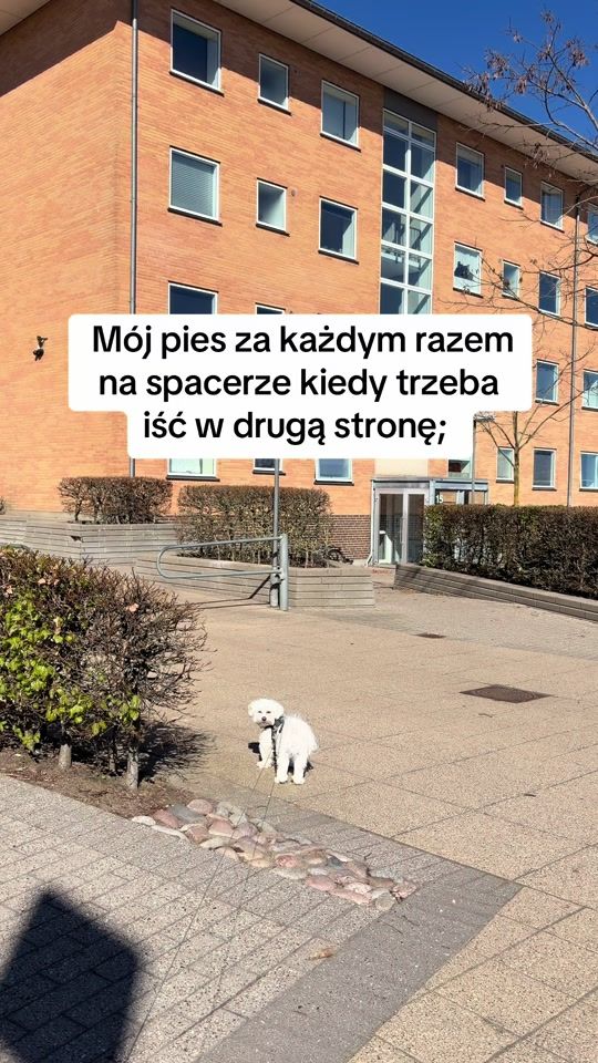 TikTok video thumbnail by agata.dk