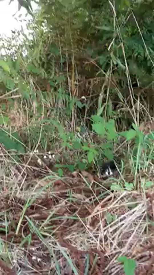 TikTok video thumbnail by anaferraz12