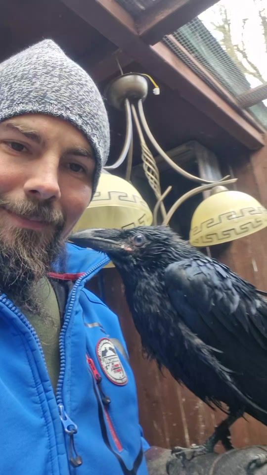 TikTok video thumbnail by owloftiktok