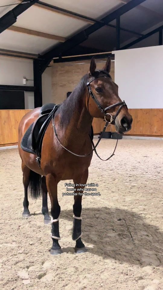 TikTok video thumbnail by horseriding_doutzen