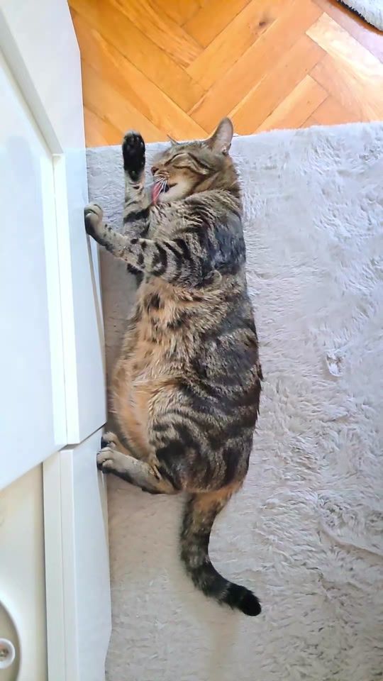 TikTok video thumbnail by liam_the_everyday_cat