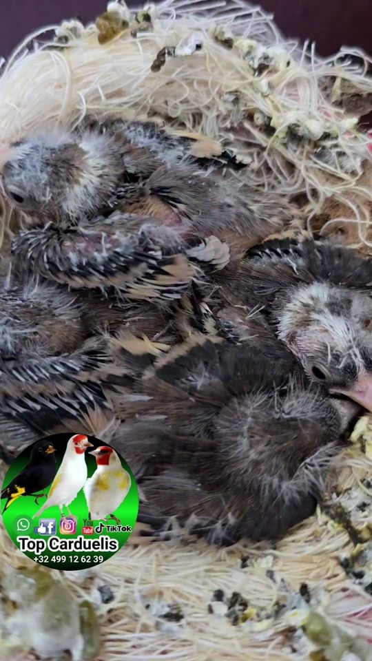 TikTok video thumbnail by top.carduelis