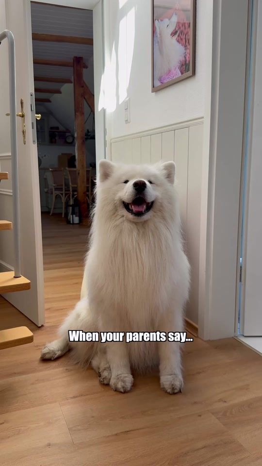 TikTok video thumbnail by wanderlust_samoyed